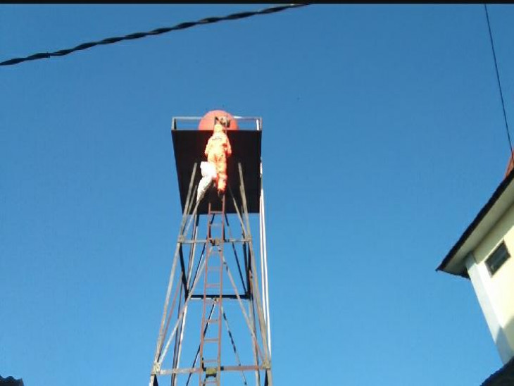 Tim Rescue Damkar mengevakuasi sarang tawon Vespa di atas tower tangki air SMPN 1 Bangkinang Kota