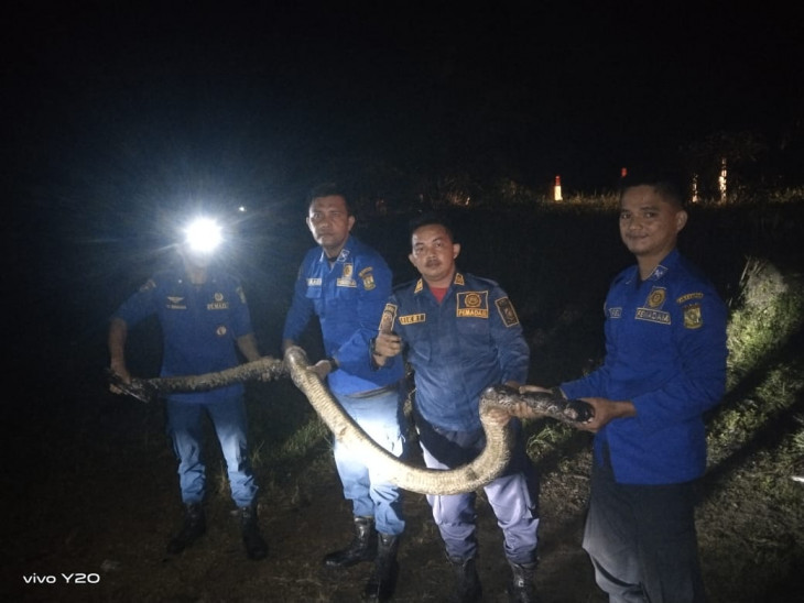 Seekor Ular Piton Berhasil Diamankan Oleh Damkar dan Penyelamatan Kampar