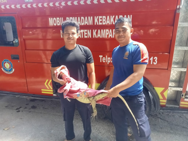Petugas Damkar dan Penyelamatan Kampar Evakuasi Hewan Jenis Biawak