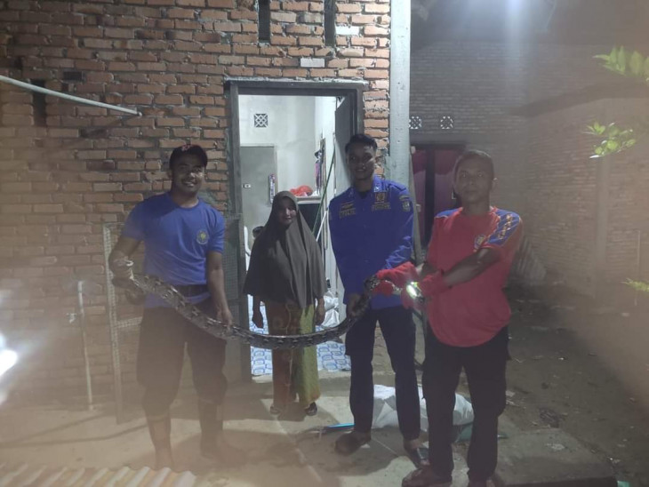 Seekor Ular Piton Berhasil Diamankan Oleh Tim Rescue Damkar dan Penyelamatan Kampar di Salo